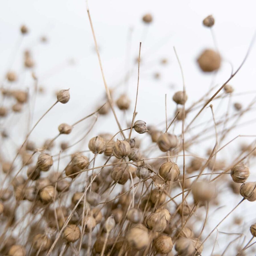lino dried flowers