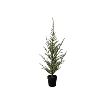 Cedar tree Christmas Sirius