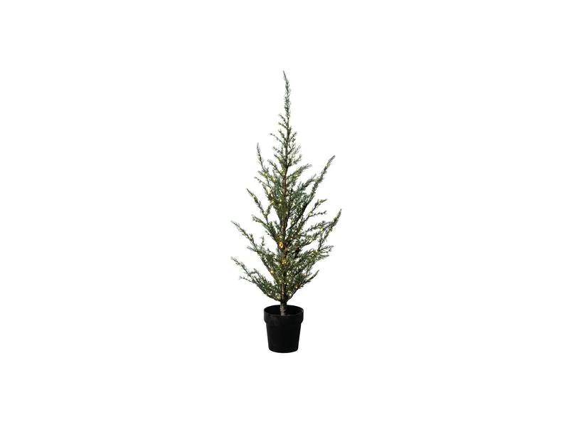 Cedar tree Christmas Sirius