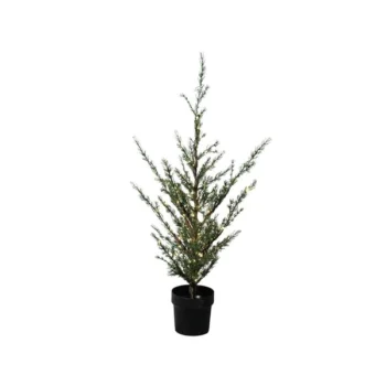 Christmas tree cedar tree Sirius